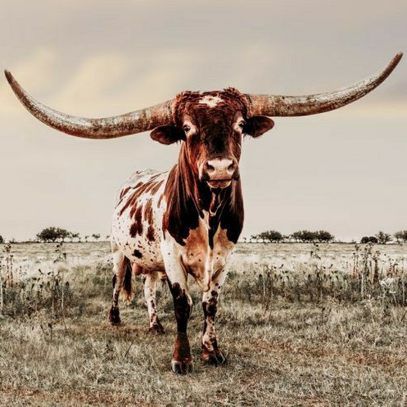 Meet your Posher, Abigail - Picture 1 of 1